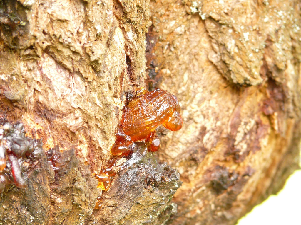 Styrax officinalis oder Storaxbaum Harz