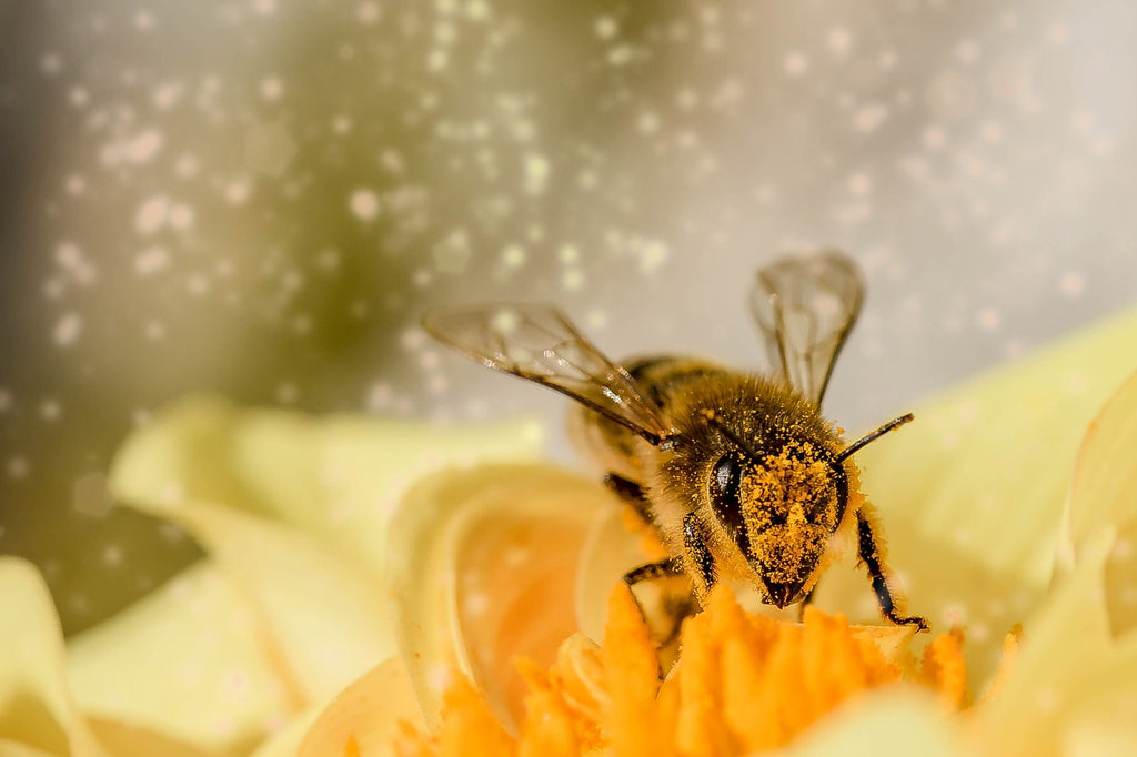 Propolis Biene auf Blüte