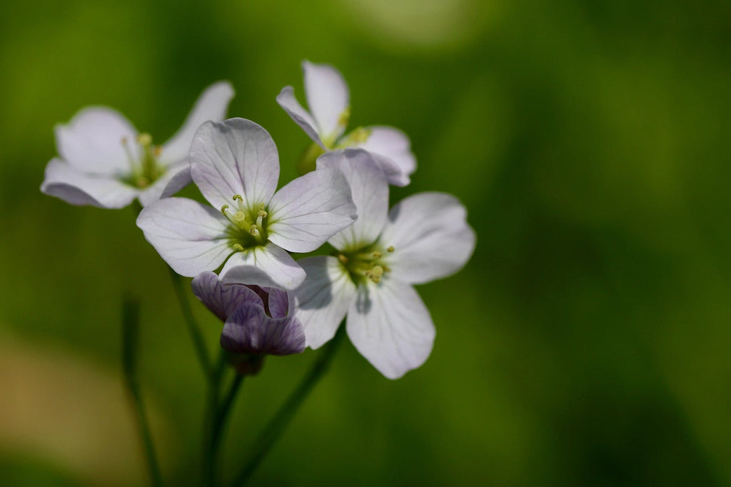 Blüte des Seifenkrautes, drei weiße Blüten auf grünem Hintergrund