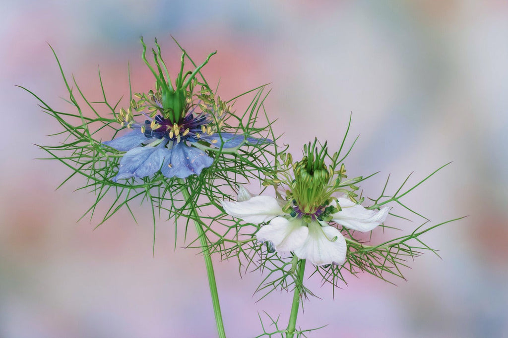 Schwarzkümmel Blüte geöffnet