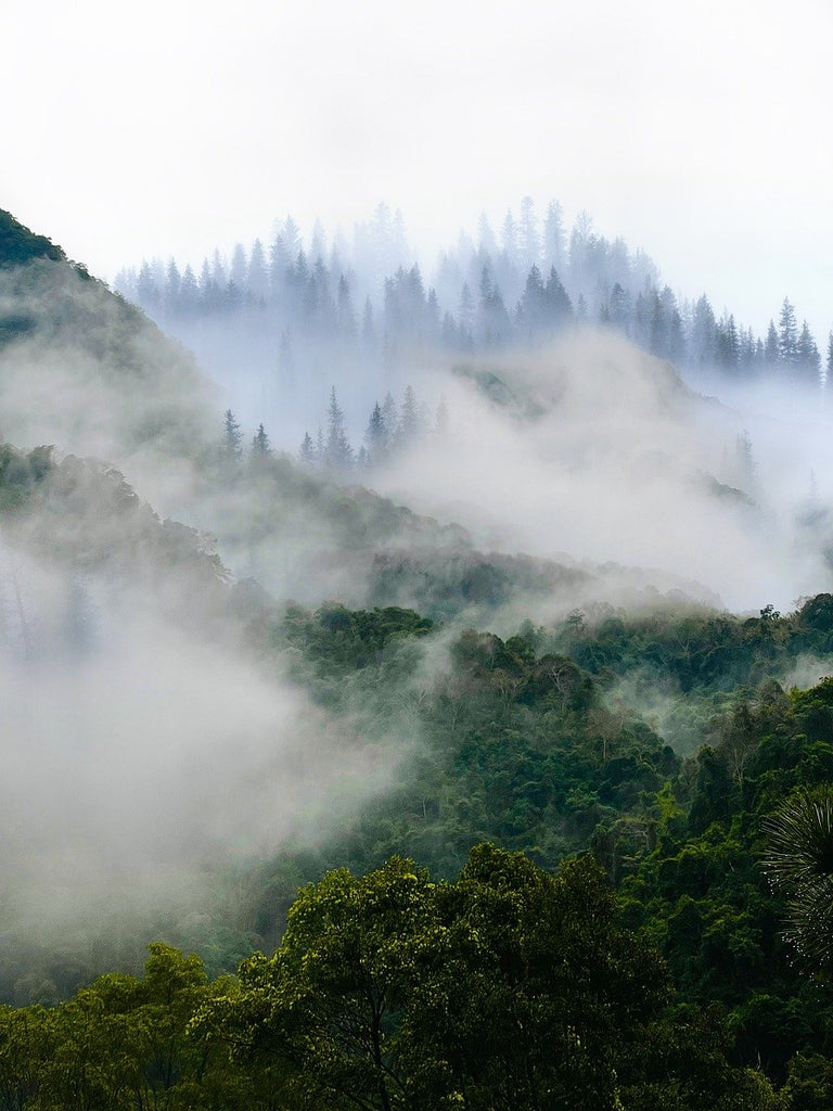 Wald im Nebel Rauhnächte