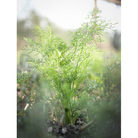 Dill Pflanze