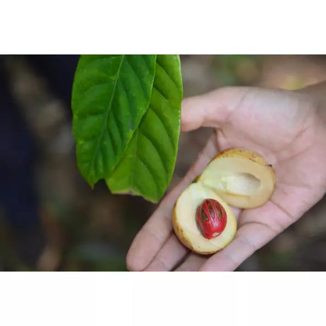 Bio-Muskatnuss ganz 25g Sonnentor