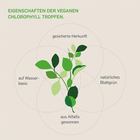 CHLOROPHYLL FLÜSSIG - KURKRAFT
