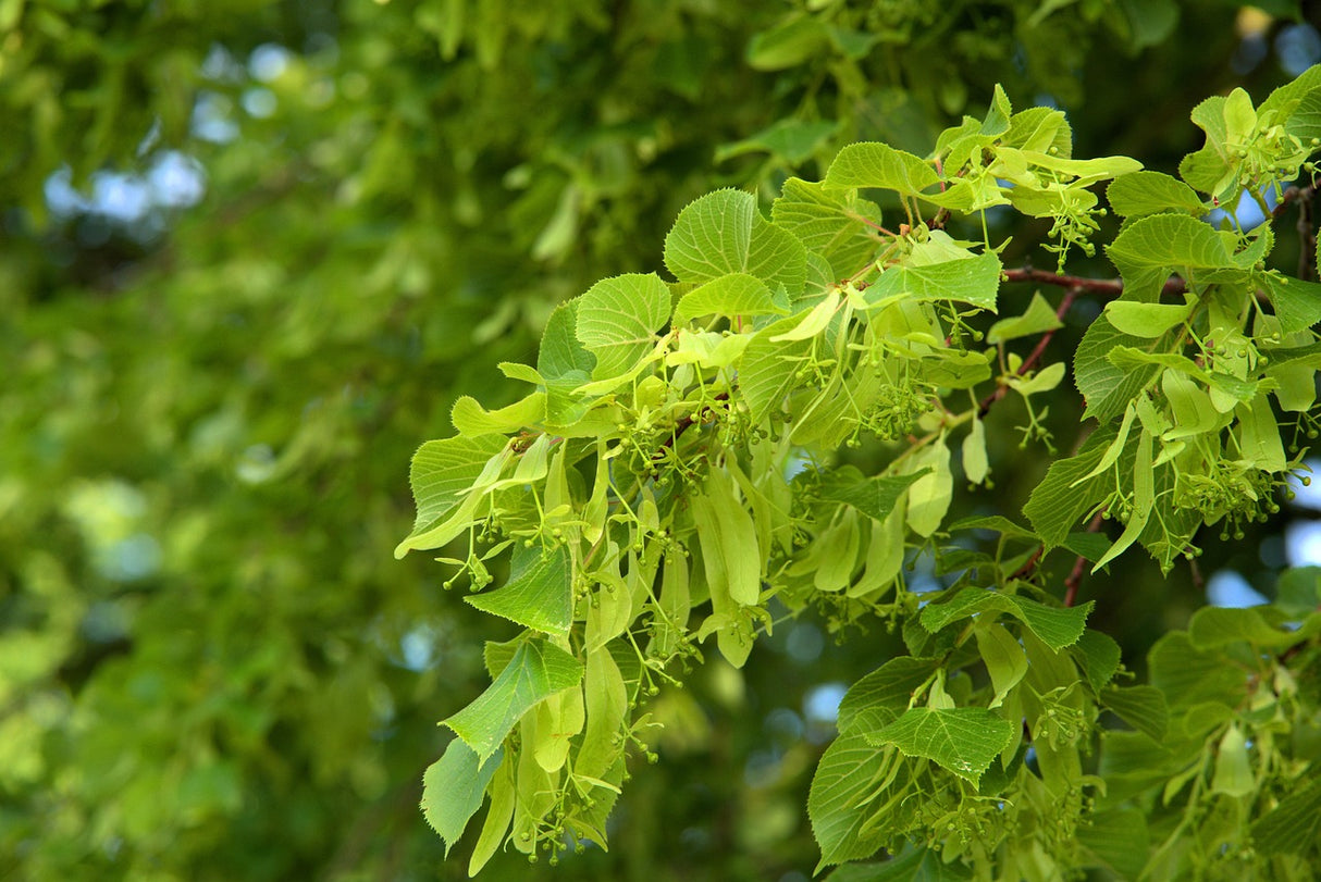 Ast einer blühenden Linde mit üppigen Lindenblüten – natürliche Inspiration für den Duft der Lindenblütenseife