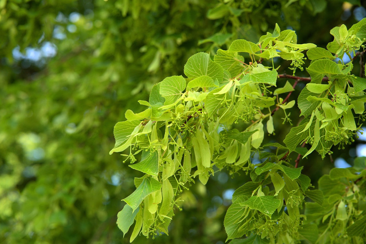 Ast einer blühenden Linde mit üppigen Lindenblüten – natürliche Inspiration für den Duft der Lindenblütenseife