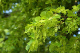 Ast einer blühenden Linde mit üppigen Lindenblüten – natürliche Inspiration für den Duft der Lindenblütenseife