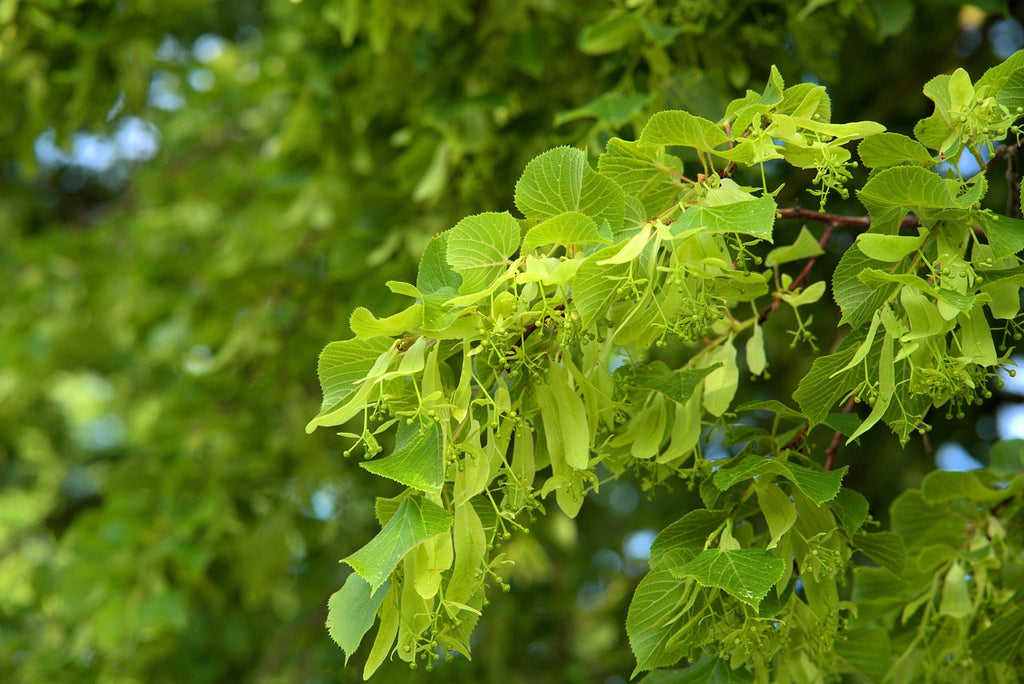 Ast einer blühenden Linde mit üppigen Lindenblüten – natürliche Inspiration für den Duft der Lindenblütenseife