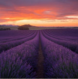 Lavendel Sole Seife mit ätherischem Lavendelöl – entspannende Pflege für Gesicht und Körper