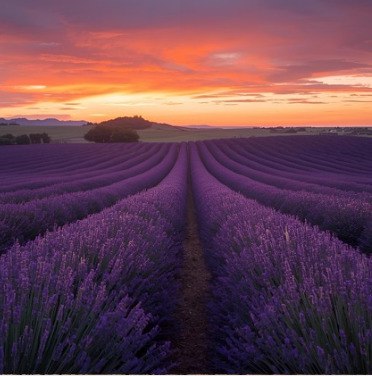 Lavendel Sole Seife mit ätherischem Lavendelöl – entspannende Pflege für Gesicht und Körper