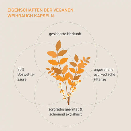 Eigenschaften der veganen Weihrauchkapseln - sicher Herkunft, angesehene ayurvedische Pflanze, sorgfältig geerntet und schonend extrahiert, 85% Boswelliasäure