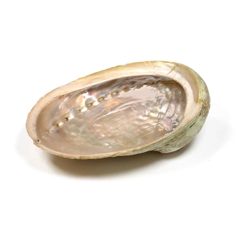 Abalone Smudge Muschel Haliotis XL