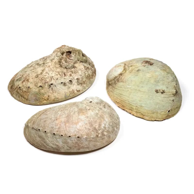 Abalone Smudge Muschel Haliotis XL