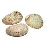 Abalone Smudge Muschel Haliotis XL